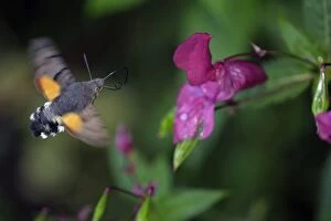 Hummingbird Hawk-moth - feeding on Himalyan balsam blossom