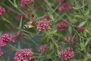 Drinking Nectar Prints: Hummingbird Hawk Moth - Feeding on Valerian Flower Macroglossum stellatarum Essex