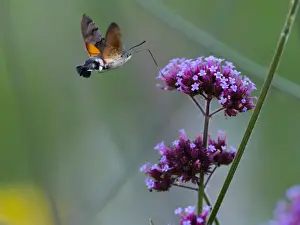 Blurred Prints: Hummingbird Hawk-moth, in flight with extended proboscis feeding on common verbana flower in garden