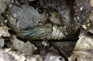 Hummingbird Hawk Moth - pupa