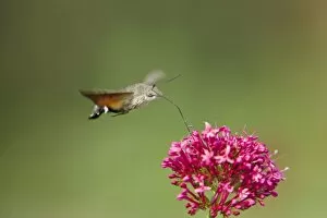 Butterflies And Moths Gallery: Hummingbird Hawkmoth - in flight - feeding on Valerian Flower