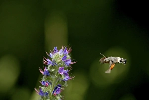 Images Dated 17th June 2003: Hummingbird Hawkmoth - In flight feeding on Vipers Bugloss. Pyrenees, Southern Europe