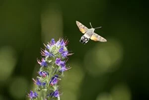 Images Dated 17th June 2003: Hummingbird Hawkmoth - In flight feeding on Vipers Bugloss. Pyrenees, Southern Europe