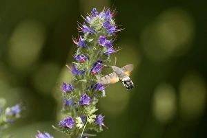 Images Dated 17th June 2003: Hummingbird Hawkmoth - In flight feeding on Vipers Bugloss. Pyrenees, Southern Europe