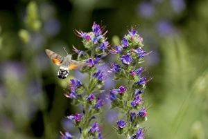 Images Dated 17th June 2003: Hummingbird Hawkmoth - In flight feeding on Vipers Bugloss. Pyrenees, Southern Europe