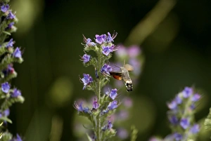 Images Dated 17th June 2003: Hummingbird Hawkmoth - In flight feeding on Vipers Bugloss. Pyrenees, Southern Europe