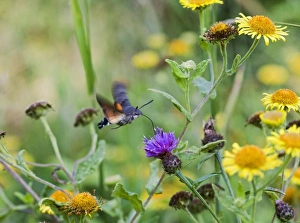 Images Dated 29th August 2006: Hummingbird Hawkmoth – side view feeding Bedfordshire UK 003228