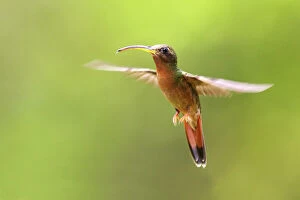 Hummingbird - Rufous-breasted Hermit