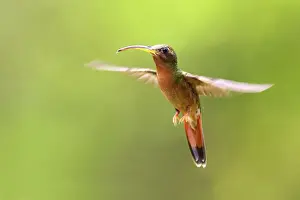 Venezuela Prints: Hummingbird - Rufous-breasted Hermit. Bolivar State - Venezuela