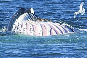 Images Dated 14th August 2012: Humpback Whale