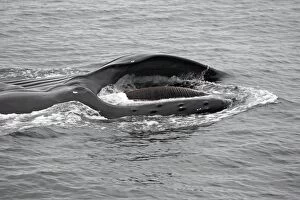 Images Dated 22nd August 2008: HUMPBACK WHALE