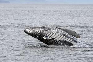 Images Dated 21st August 2008: HUMPBACK WHALE