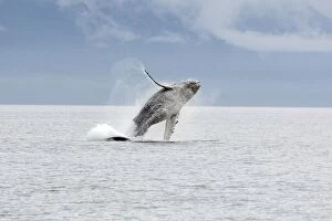 Images Dated 18th August 2008: HUMPBACK WHALE