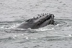 Images Dated 22nd August 2008: HUMPBACK WHALE
