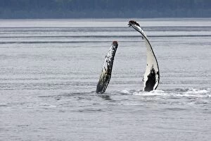 Images Dated 19th August 2008: HUMPBACK WHALE