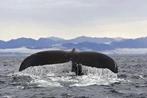 Images Dated 23rd August 2008: HUMPBACK WHALE