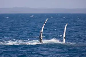 Flippers Prints: Humpback whale - adult female waves its flippers into the air and prepares for breaching
