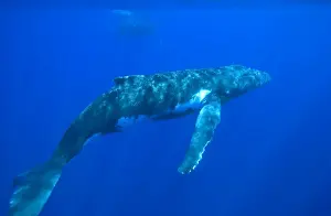 Cetaceans Prints: Humpback whale - Adult male. Silhouette of a mother and calf barely visible at top of image
