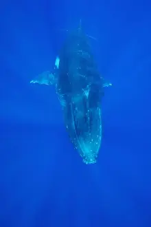 Cetaceans Prints: Humpback whale - adult Vava'u, Tonga, South Pacific