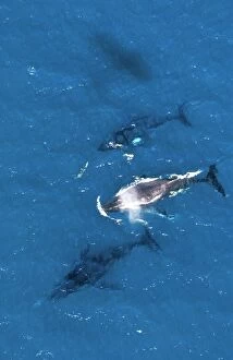 Humpback Whale - aerial view with Bottlenose dolphin