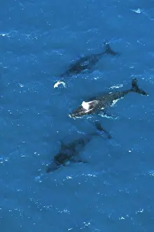 Humpback Whale - aerial view of migrating pod, off Fraser Island, Queensland, Australia JPF25491