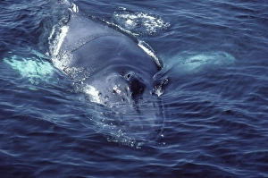 Humpback whale - Blows