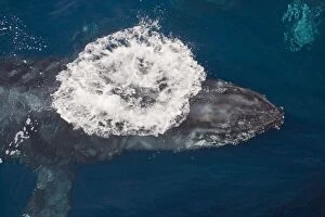Images Dated 15th February 2009: Humpback Whale - beneath surface - from above - Baja California - Mexico