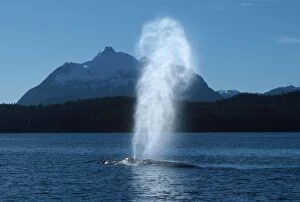 Breathing Collection: Humpback whale - Blow rises very high in the cold, still air of an October day in Southeast Alaska