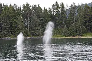 Breathing Prints: Humpback whale - Blow/Spout - inside Passage - Alaska