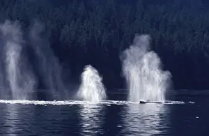 Spraying Prints: Humpback whale - Blows Southeast Alaska