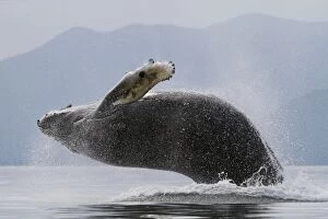 Breaching Gallery: Humpback Whale - breaching