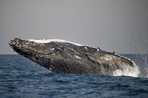 Breaching Gallery: Humpback Whale breaching