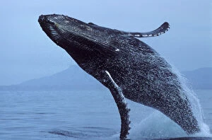 Whale Collection: Humpback whale - Breaching. Bahia de Banderas, Nayarit State, Mexico. Courting