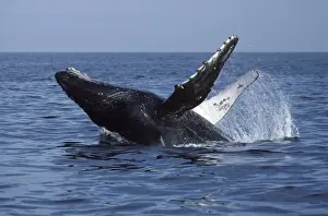 Flipper Prints: Humpback whale - Breaching. Bahia de Banderas, Nayarit State, Mexico DA 824