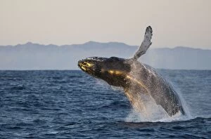 Images Dated 15th February 2009: Humpback Whale - breaching - Baja California - Mexico