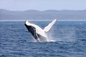 Breaching Gallery: Humpback Whale - breaching female whale in front of Fraser Island's coast