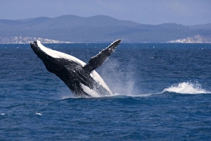 Images Dated 1st October 2008: Humpback Whale - breaching female whale in front of Fraser Island's coast