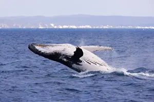 Breaching Prints: Humpback Whale - breaching female whale in front of Fraser Island's coast - Hervey Bay Marine Park