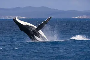 Humpback Whale - breaching female whale in front of Fraser Island's coast - Hervey Bay Marine Park, Queensland, Australia