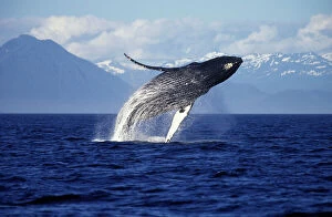 Seascapes Collection: Humpback whale - Breaching. Inside Passage, Southeast Alaska