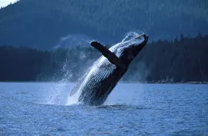 Breaching Prints: Humpback whale - Breaching. Inside Passage, Southeast Alaska DB 80