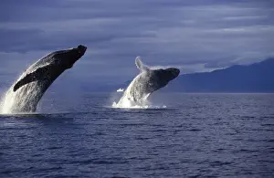 Breaching Prints: Humpback whale - Breaching. Inside Passage, Southeast Alaska DB 132