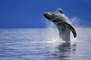 Humpback whale - breaching S. E. Alaska. ML712