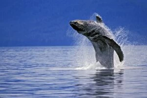 Images Dated 23rd February 1974: Humpback whale - breaching S.E. Alaska. ML712