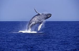 Seascape Collection: Humpback Whale - Breaching Southern Gulf of California (Sea of Cortez)