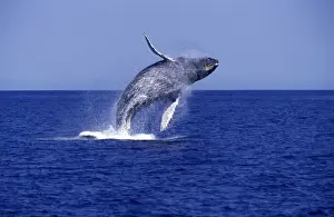 Leaping Prints: Humpback Whale - Breaching Southern Gulf of California (Sea of Cortez)