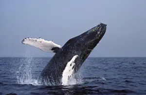 Flippers Prints: Humpback whale - Breaching. Stellwagen Marine Sanctuary