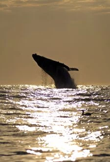 Humpback Whale breaching at sunrise