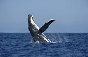 Humpback whale - Breaching Vava'u, Tonga, South Pacific