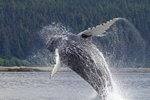 Breaching Gallery: Humpback Whale - breaching - the whale is leaping